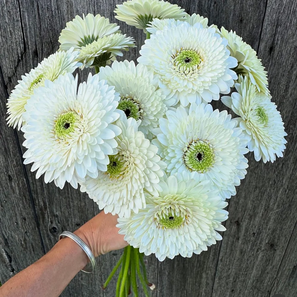 Белые герберы