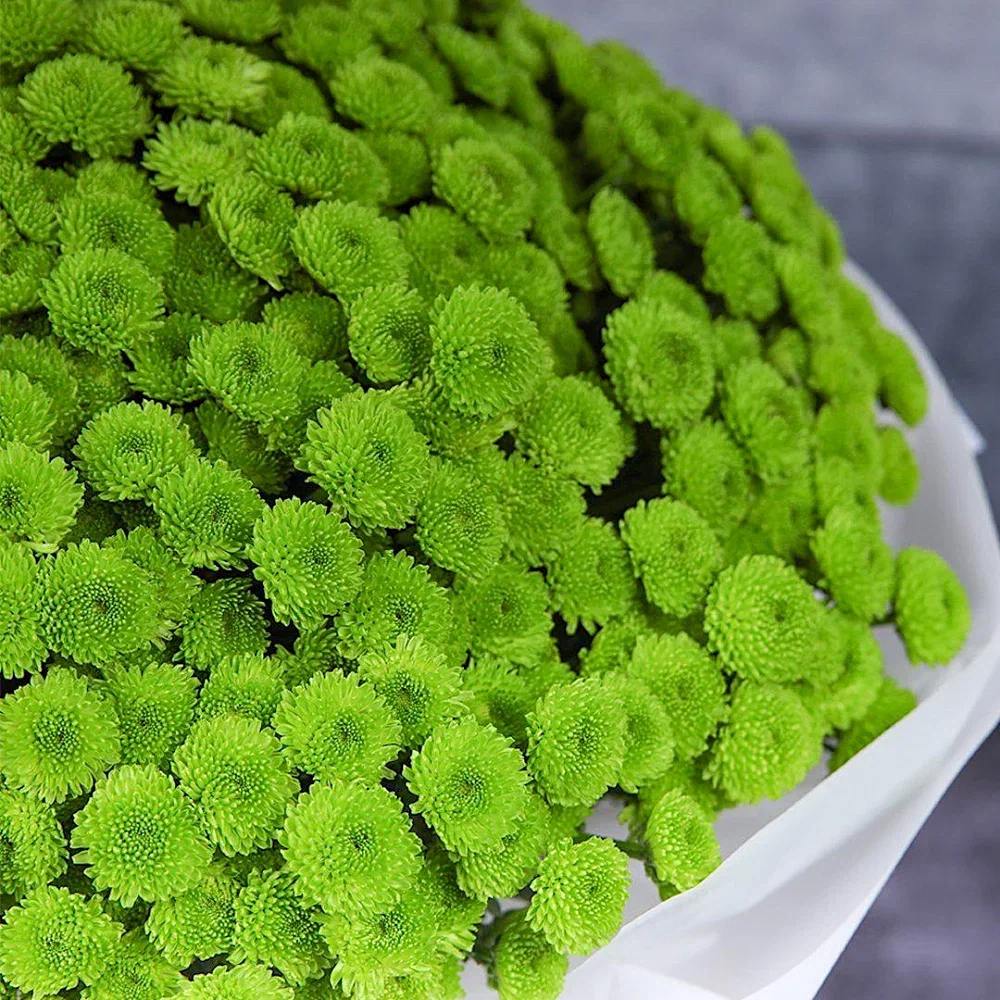 Зеленые хризантемы