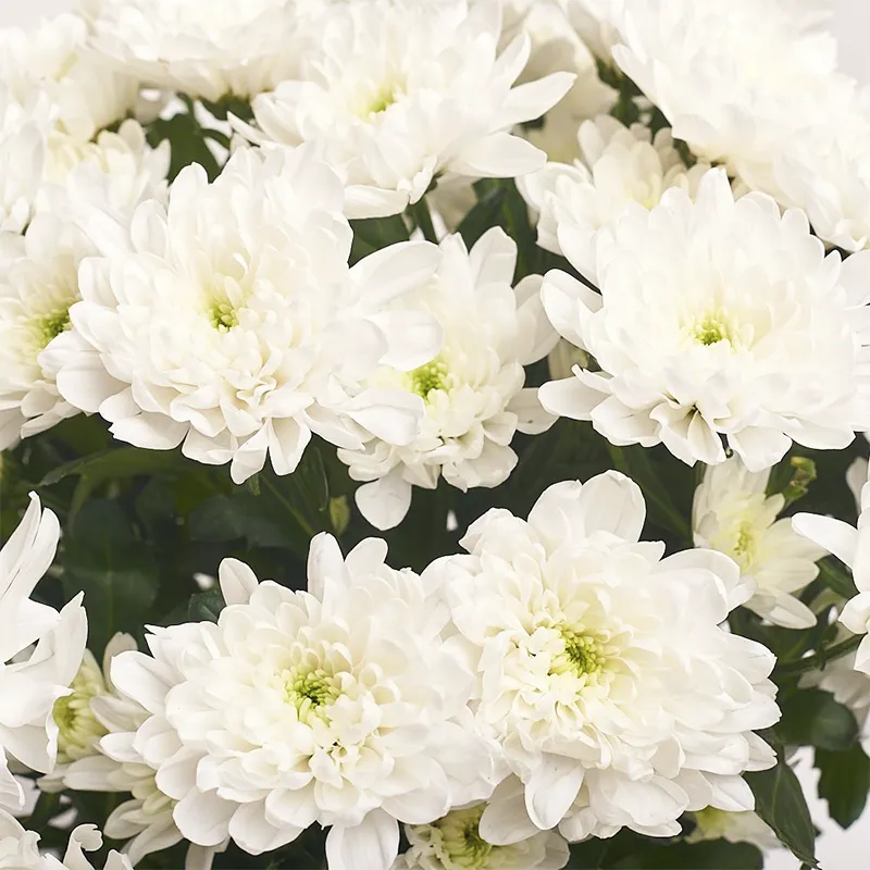 Букет из 11 белых хризантем