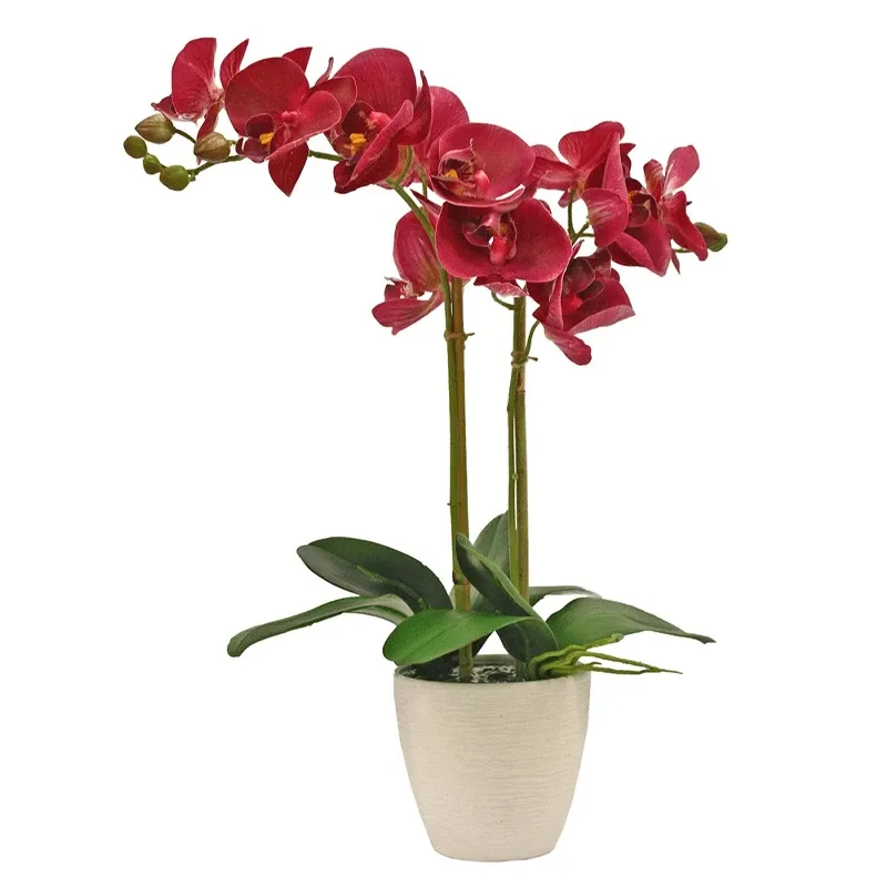 Орхидея в горшке №2