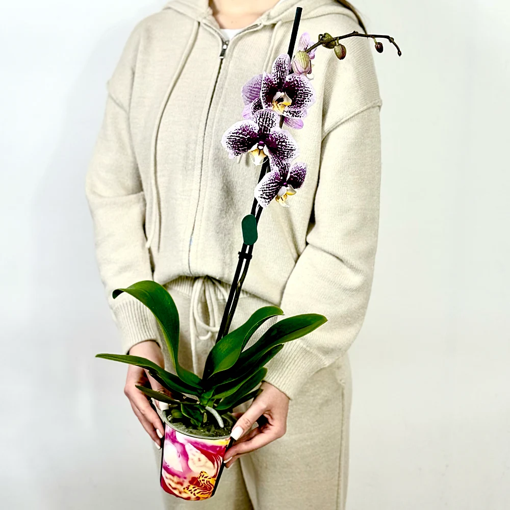 Орхидея в горшке «Белая пятнистая»