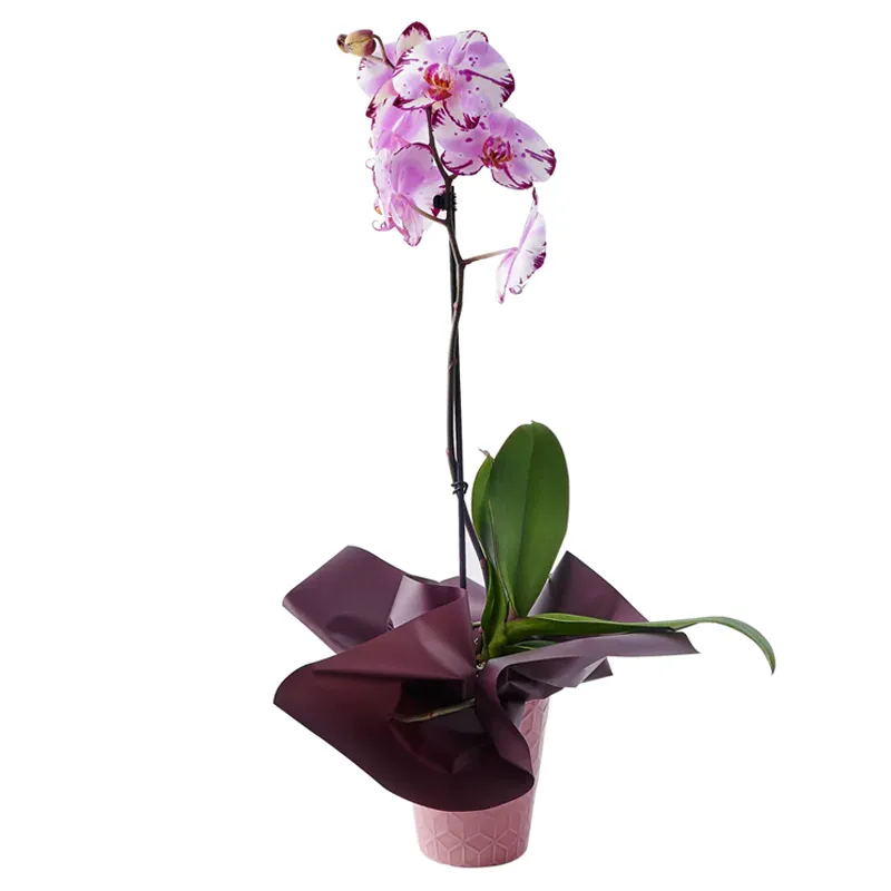Орхидея в горшке №12